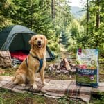 Guide til camping med hund og Platinum hundefoder